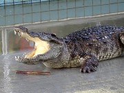 680  crocodile show.JPG